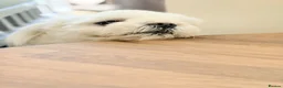 Maltese dogs for sale: Full Korean Male Maltese - Advert 28