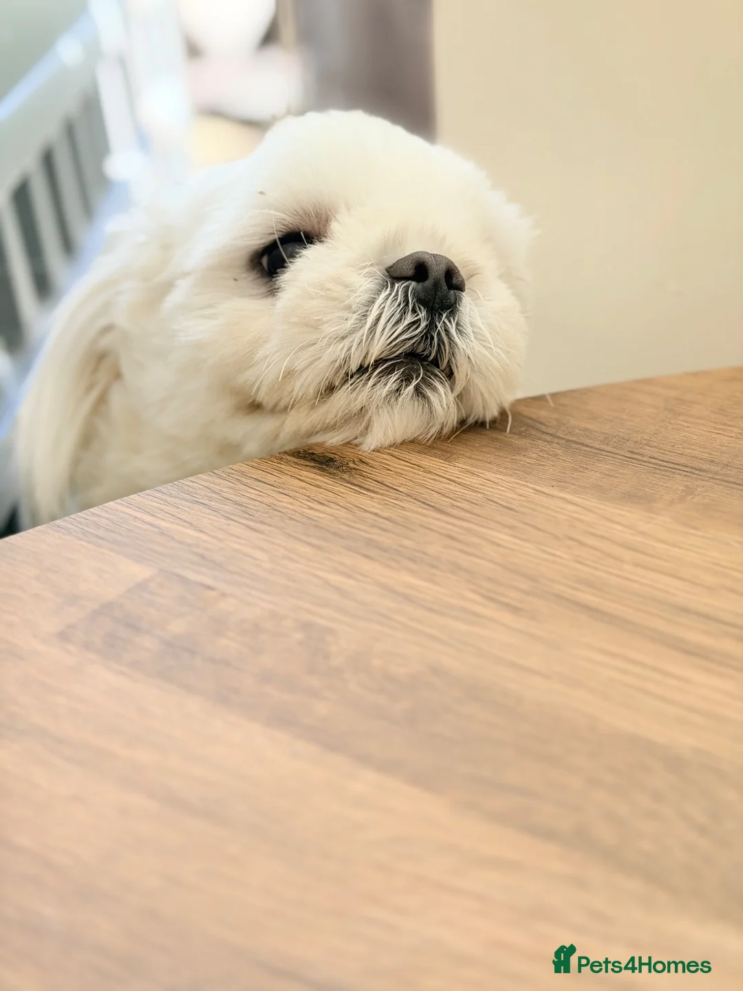 Maltese dogs for sale: Full Korean Male Maltese - Advert 28