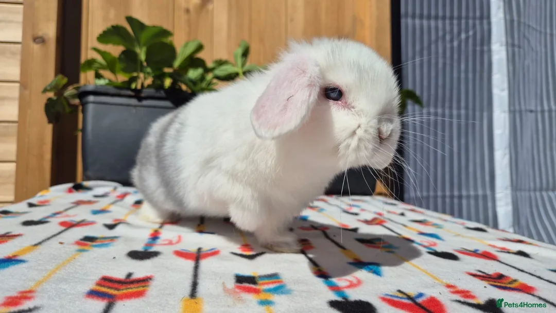 Mini Lop rabbits for sale: Mini Lop Bunnies Ready This Friday 01/04/26 - Advert 15