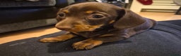 Miniature Dachshund dogs for sale: Female miniature dachshund  - Advert 1