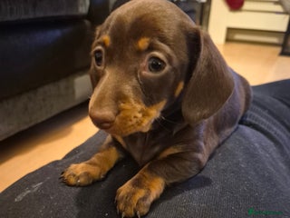 Miniature Dachshund dogs Female miniature dachshund - Advert 1