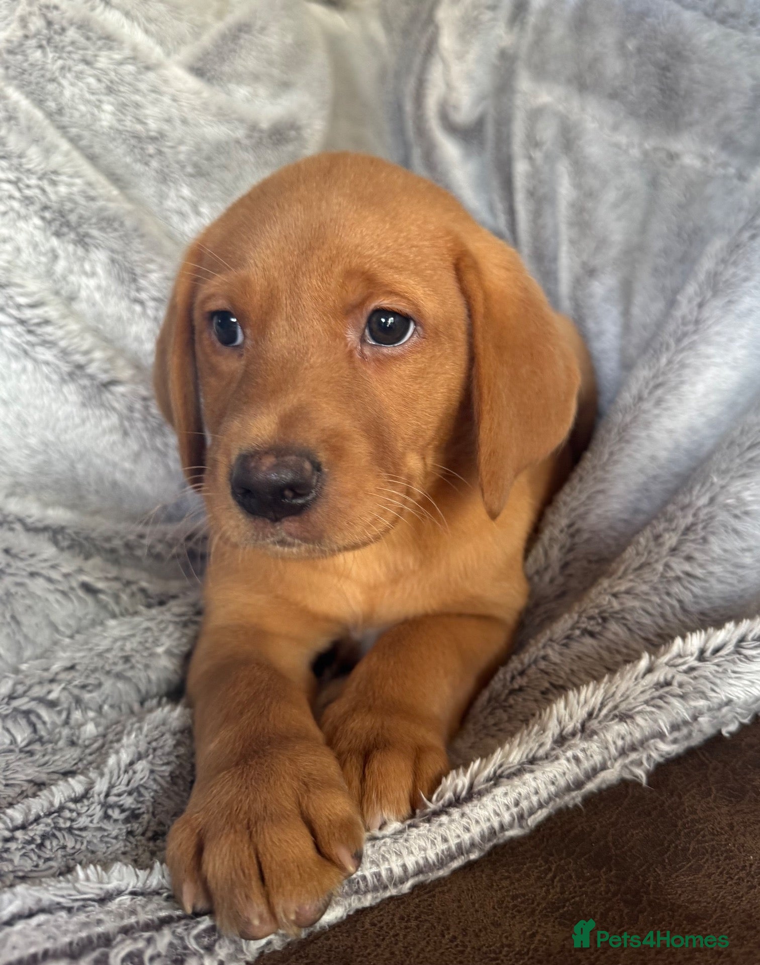Labrador Retriever dogs Labradors FOX RED - Advert 1