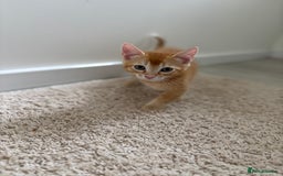 Domestic Shorthair cats for sale: 2 male kittens  - Image 3
