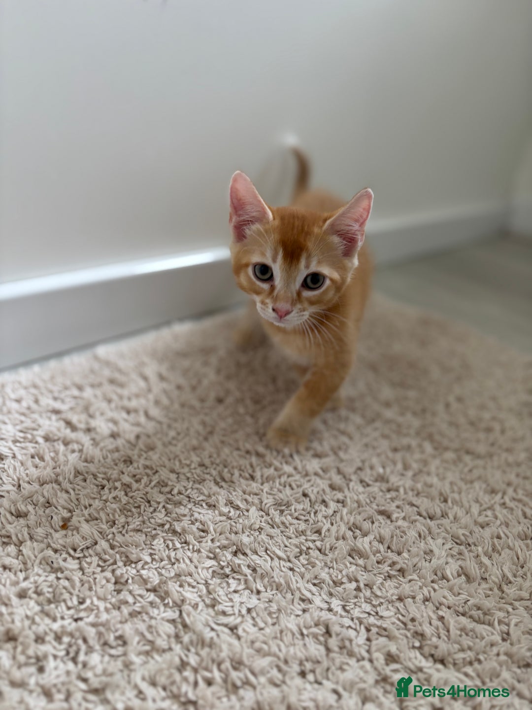 Domestic Shorthair cats for sale: 2 male kittens  - Image 3