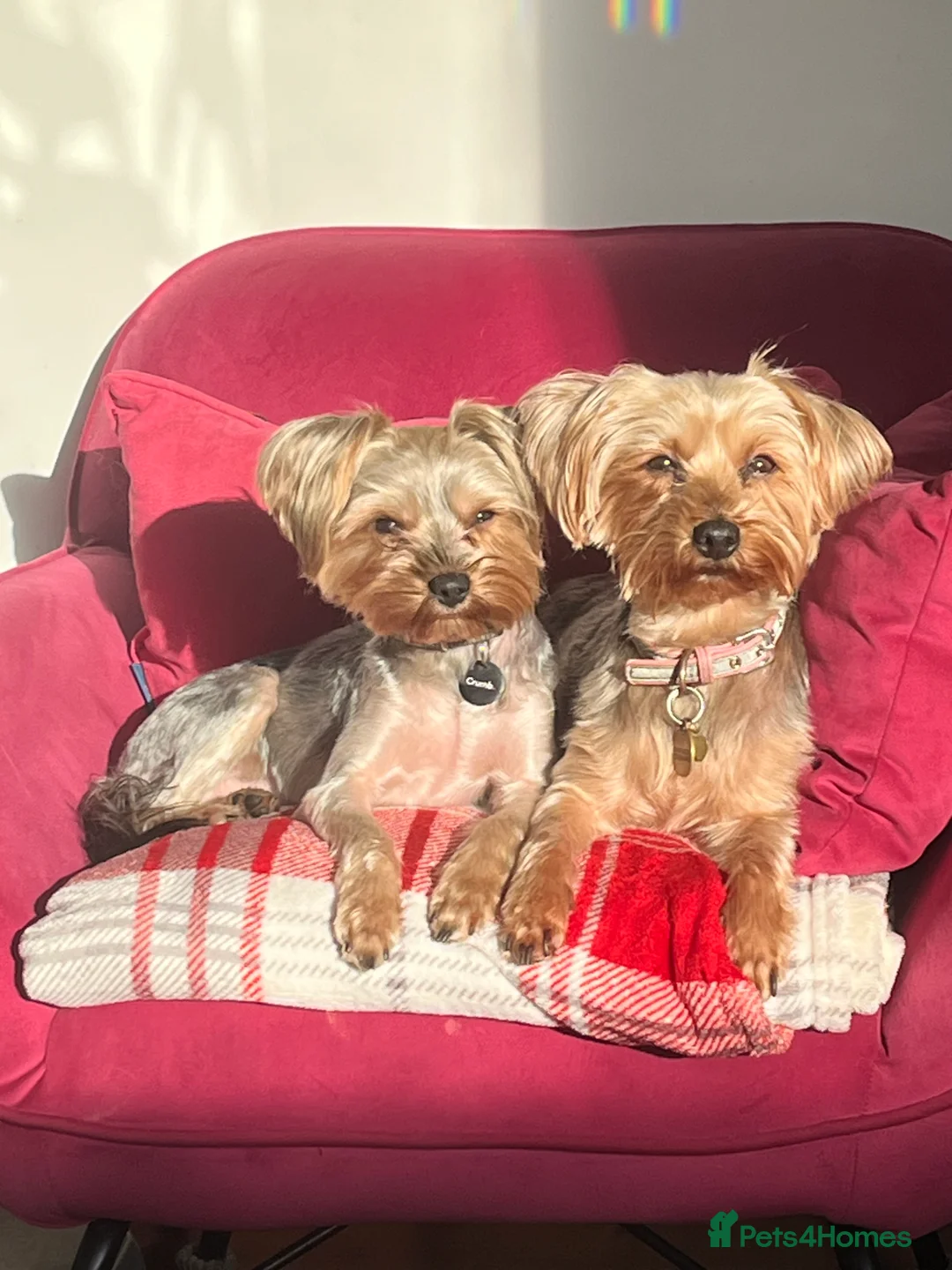 Yorkshire Terrier dogs for sale: Beautiful Yorkshire Terrier puppies - Advert 19