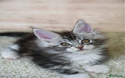 Maine Coon cats for sale: 🥇 5 Generation Pedigree - TICA registered  🌟 - Advert 24