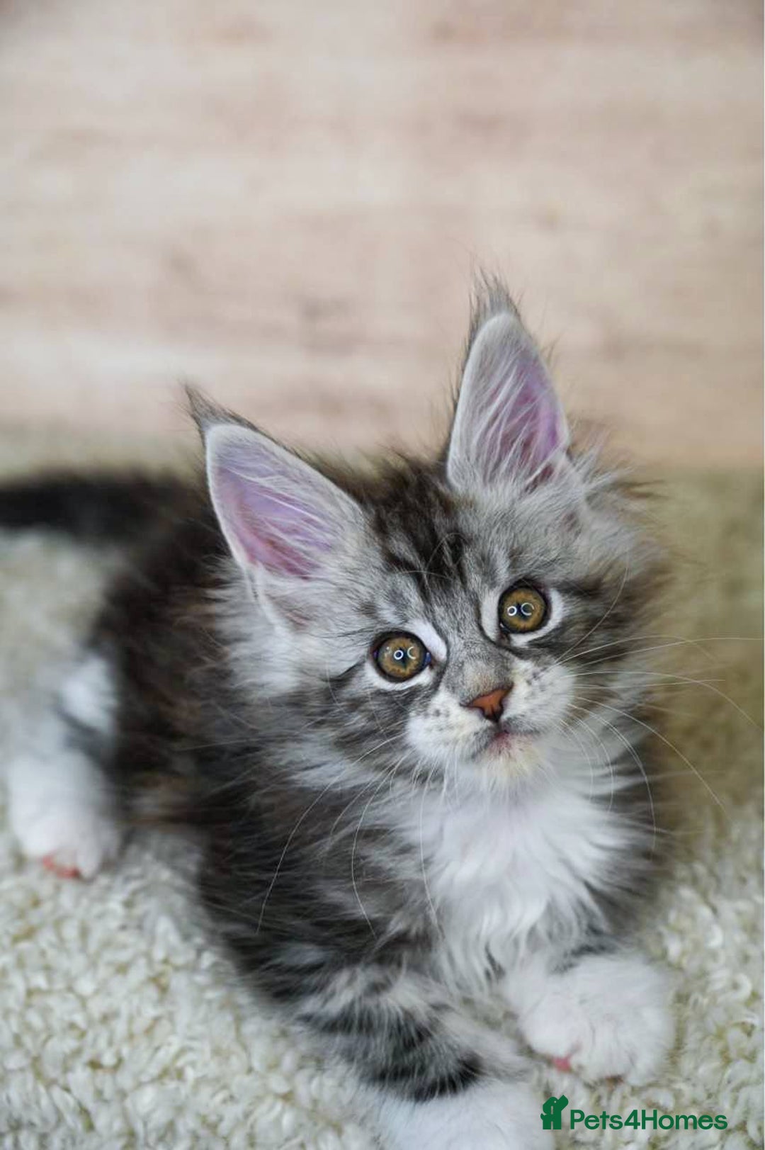 Maine Coon cats for sale: 🥇 5 Generation Pedigree - TICA registered  🌟 - Advert 24