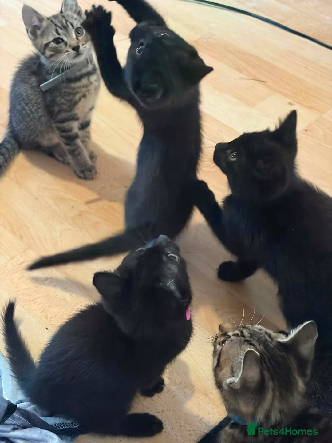 British Longhair cats for sale: Cuddles required  in Dursley - Advert 21