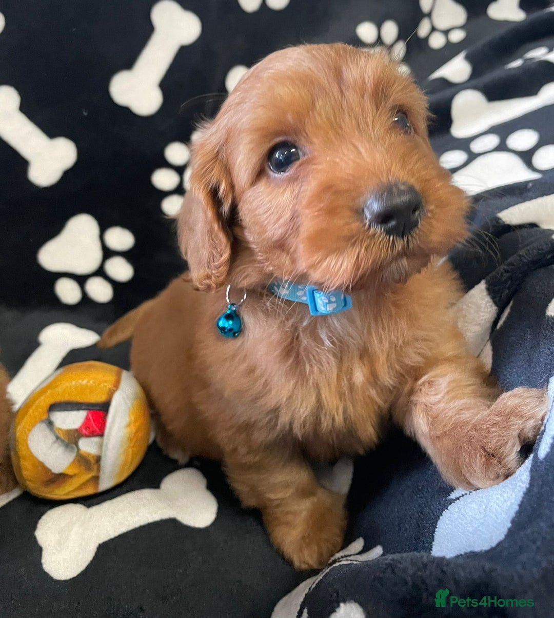 Cockapoo dogs for sale: Stunning Fox Red f1 cockapoo puppies  - Image 12