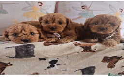 Cavapoo dogs for sale: Ruby red cavapoo puppies - Image 10