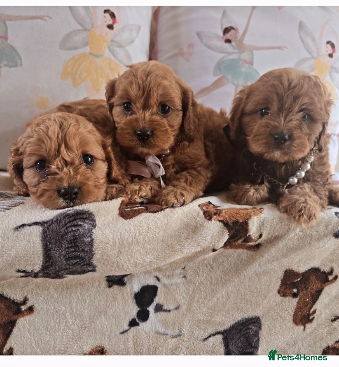 Cavapoo dogs for sale: Ruby red cavapoo puppies - Image 10
