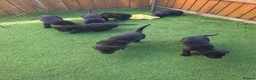 Labrador Retriever dogs for sale: Black labrador puppies  - Advert 9