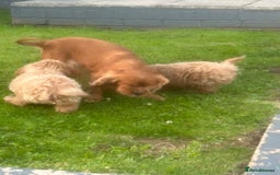 Cavapoo dogs for sale: Beautiful Cavapoo puppies  - Image 3