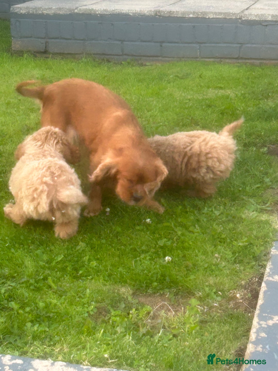 Cavapoo dogs for sale: Beautiful Cavapoo puppies  - Image 3