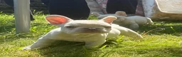 French Bulldog dogs for sale: 🔥READY NOW🔥KC registered frenchie pups❤️‍🔥 - Advert 12