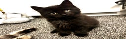Mixed Breed cats for sale: Very fluffy, playful kittens - Advert 11