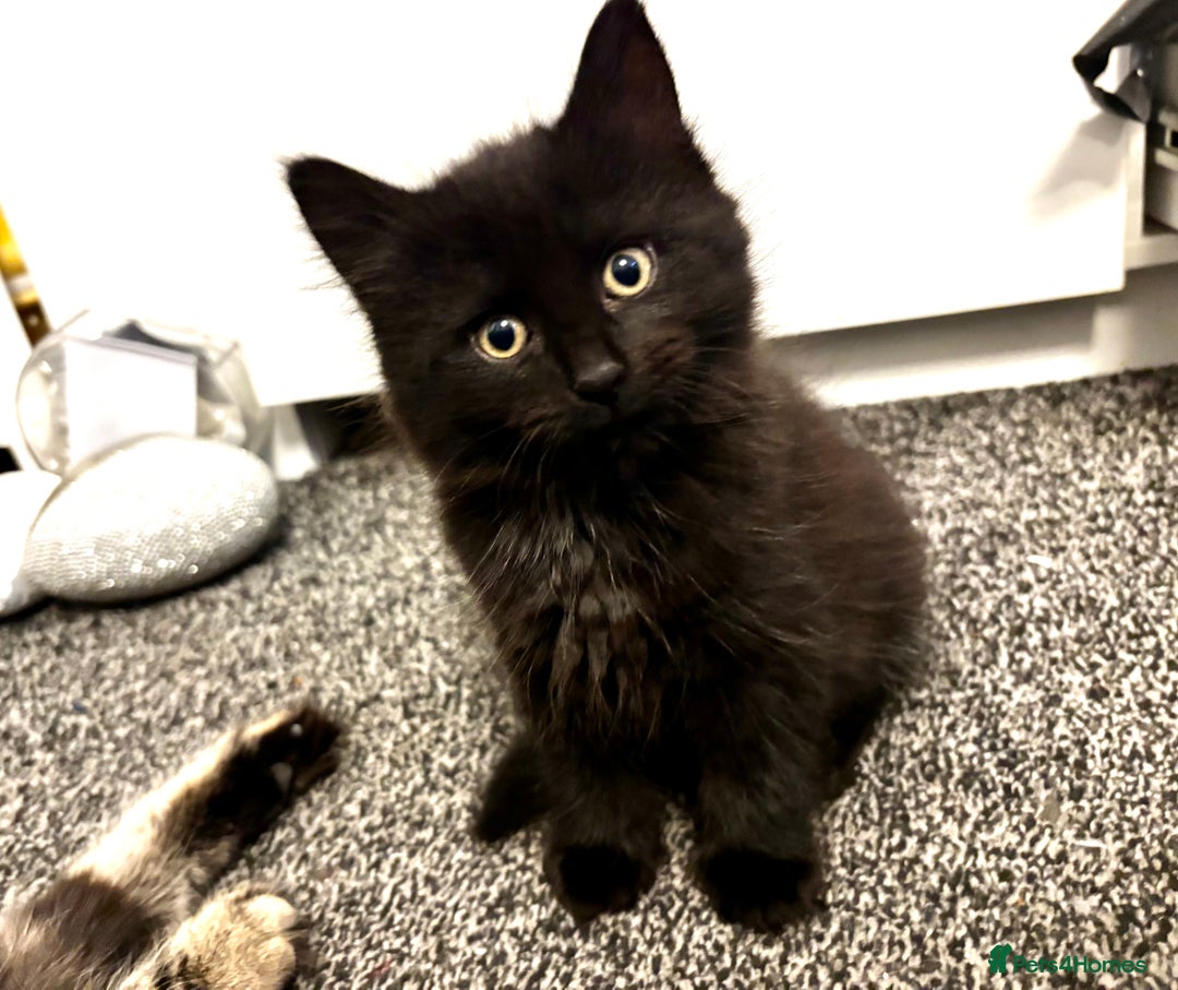 Mixed Breed cats for sale: Very fluffy, playful kittens - Advert 11