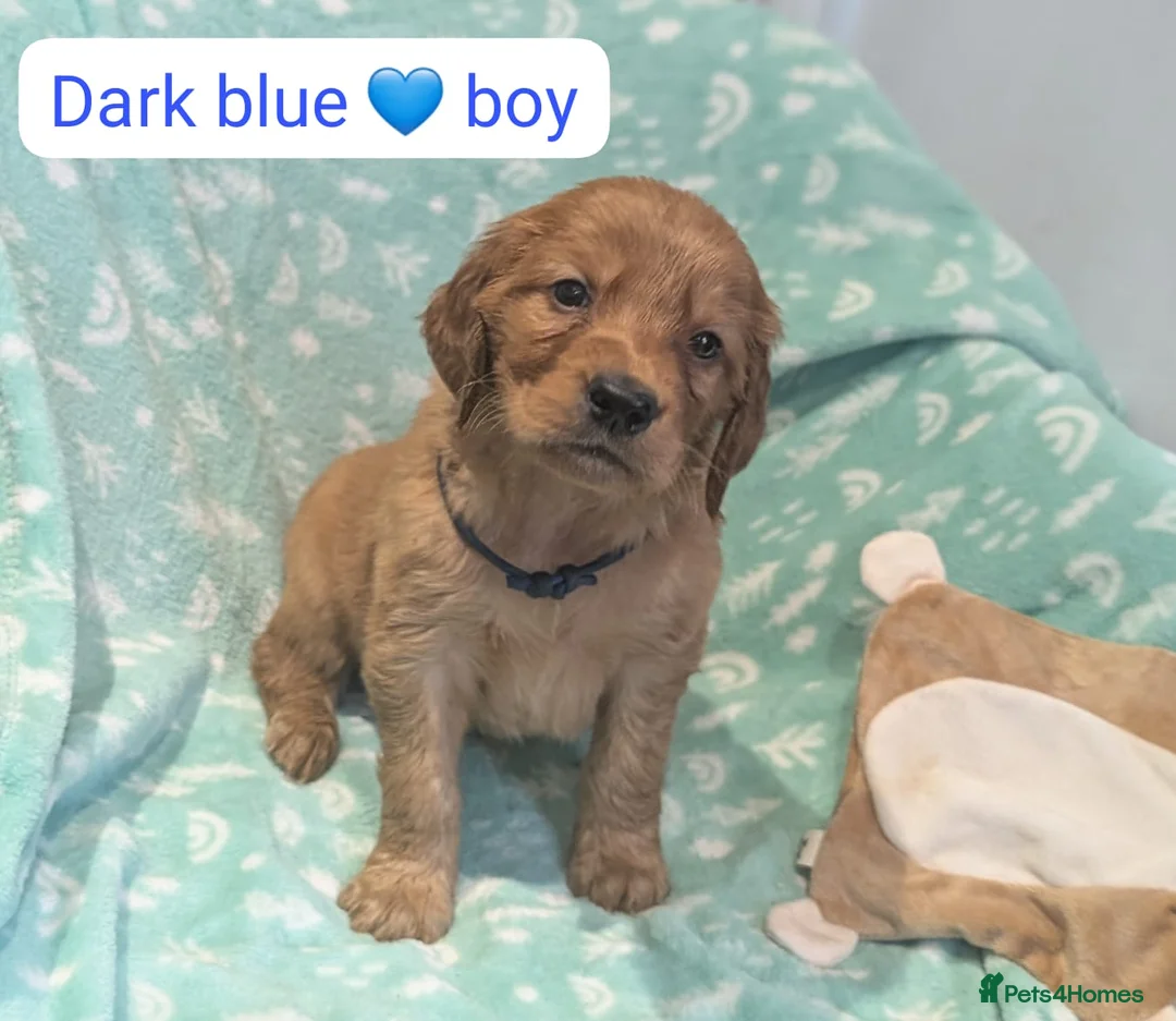 Mixed Breed dogs for sale: Golden Retriever x Irish Setter puppies!! SO CUTE! - Advert 17