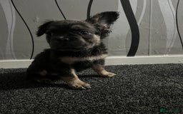 French Bulldog dogs for sale: Fluffy french bulldogs  - Image 5