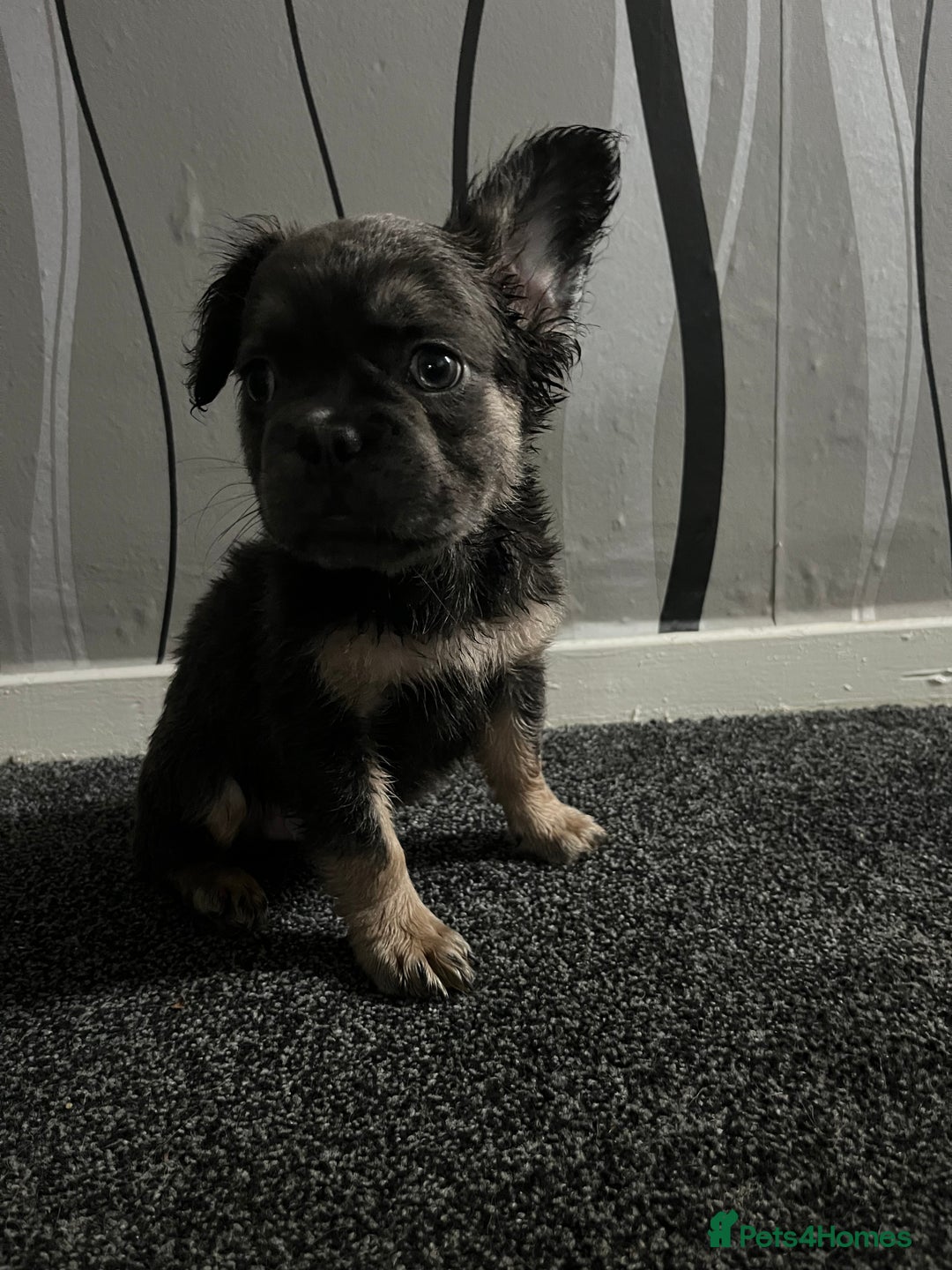 French Bulldog dogs for sale: Fluffy french bulldogs  - Image 5