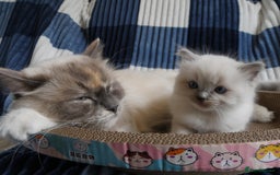 Ragdoll cats for sale: Little boy is looking for a forever home  - Image 7