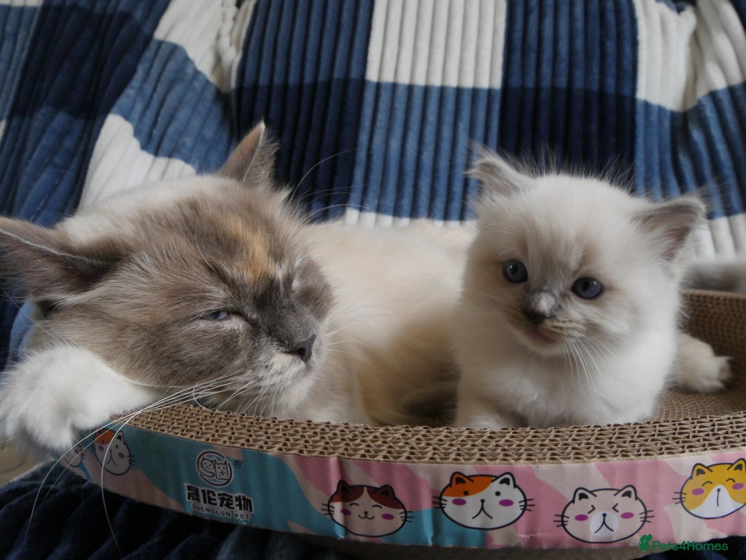 Ragdoll cats for sale: Little boy is looking for a forever home  - Image 7