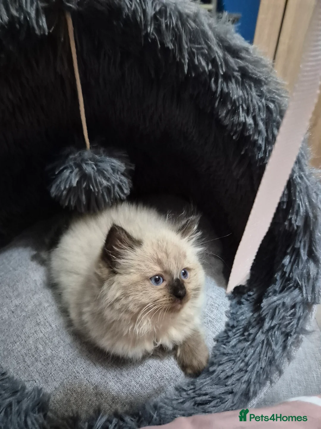 Ragdoll cats for sale: Female ragdoll kitten  - Advert 5