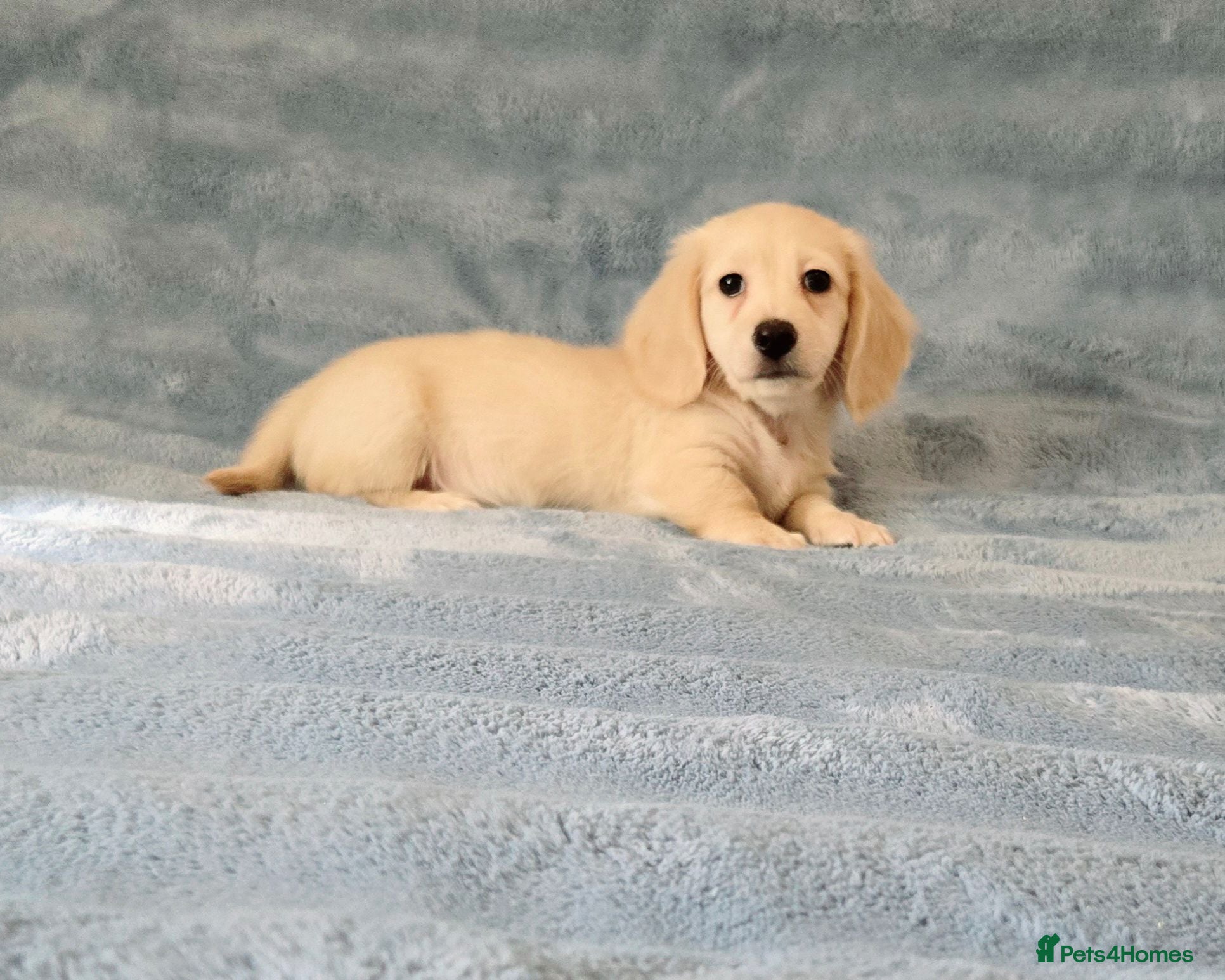 Miniature Dachshund dogs Rare Cream Mini Dachshund one left! - Advert 1
