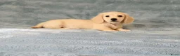Miniature Dachshund dogs for sale: Rare Cream Longcoat Miniature Dachshund Puppies - Advert 14