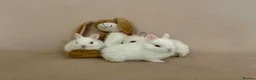 Netherland Dwarf rabbits for sale: Netherland Dwarf White Babies - Advert 12