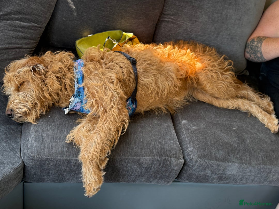 Labradoodle dogs for sale: 1 year old labradoodle needs new home - Image 4