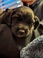 Cocker Spaniel dogs Working Cocker Pedigree Puppies - Only 2 AVAILABLE - Advert 14