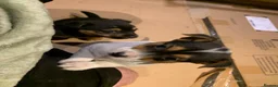 Jack Russell dogs for sale: 5 stunning playful jack Russels - Advert 6
