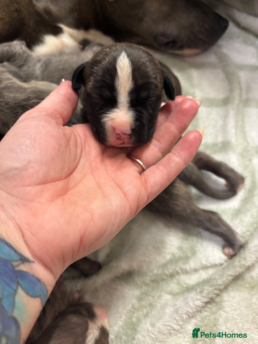 Staffordshire Bull Terrier dogs for sale: Staffy pups  - Advert 18