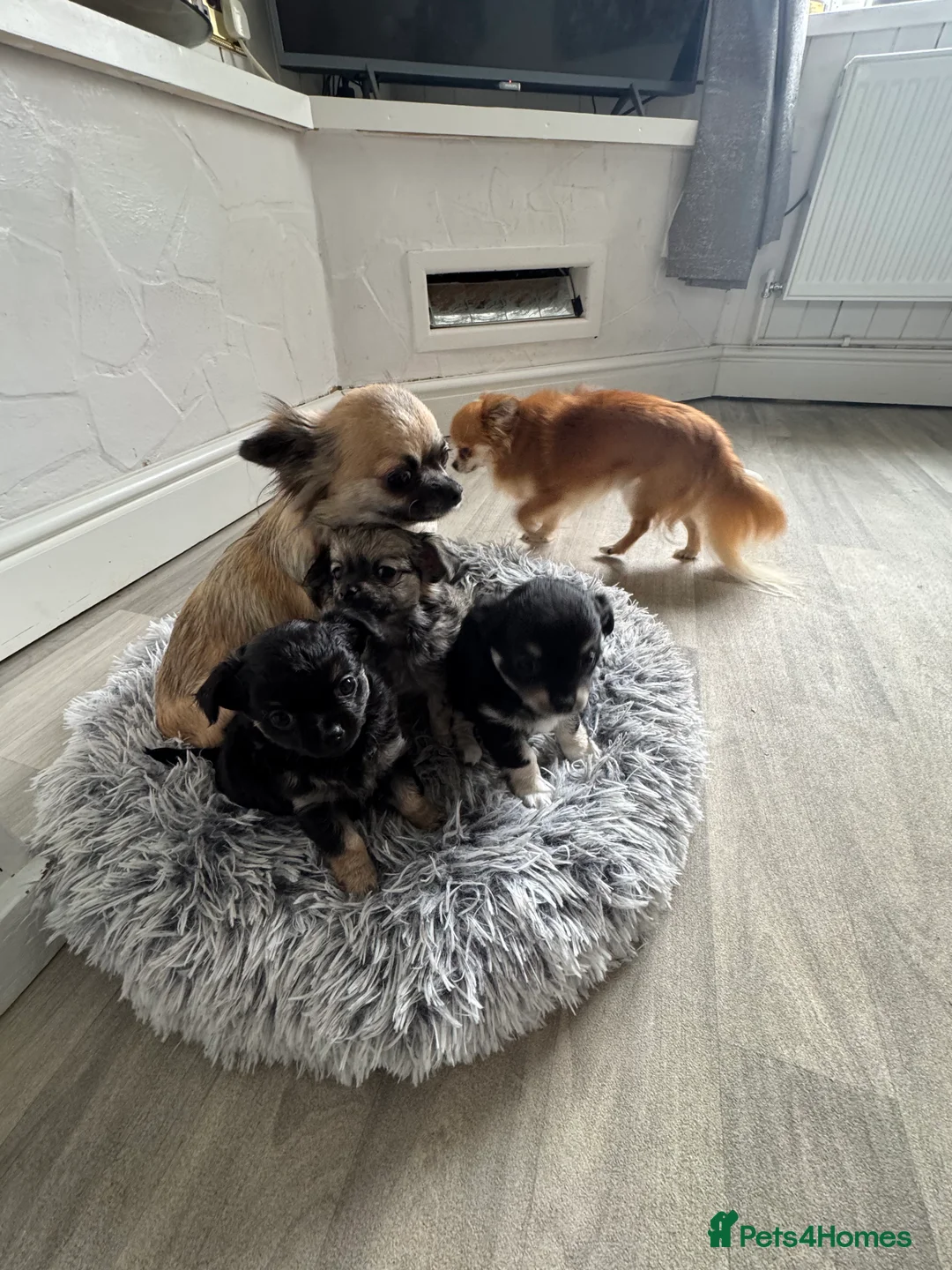 Chihuahua dogs for sale: Chihuahua  - Advert 7