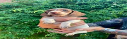 Dachshund dogs for sale: Beautiful litter of Rainbow Puppies - Advert 13