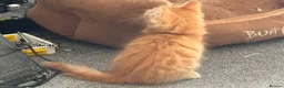 Mixed Breed cats for sale: Available Now - 2 Ginger & 1 Black Kitten - Advert 17