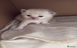 Ragdoll cats for sale: 3 male and 3 female kittens.  - Image 4