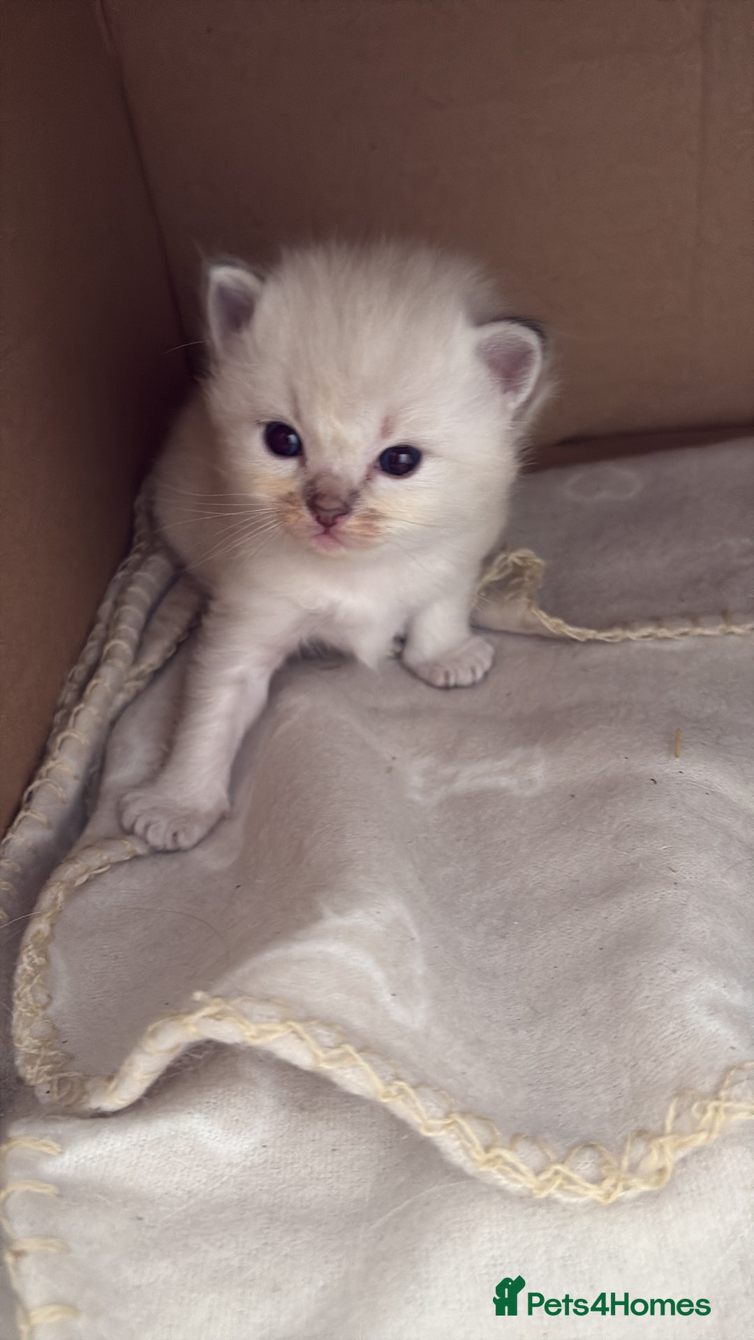 Ragdoll cats for sale: 3 male and 3 female kittens.  - Image 4