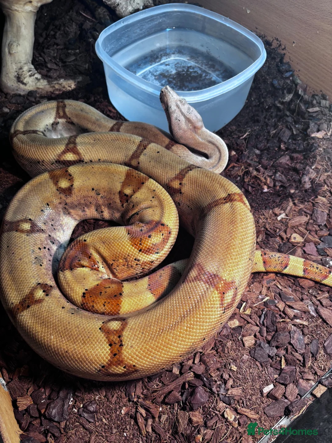 Boa Snake reptiles for sale: Boa Constrictor  in Ashington - Advert 1