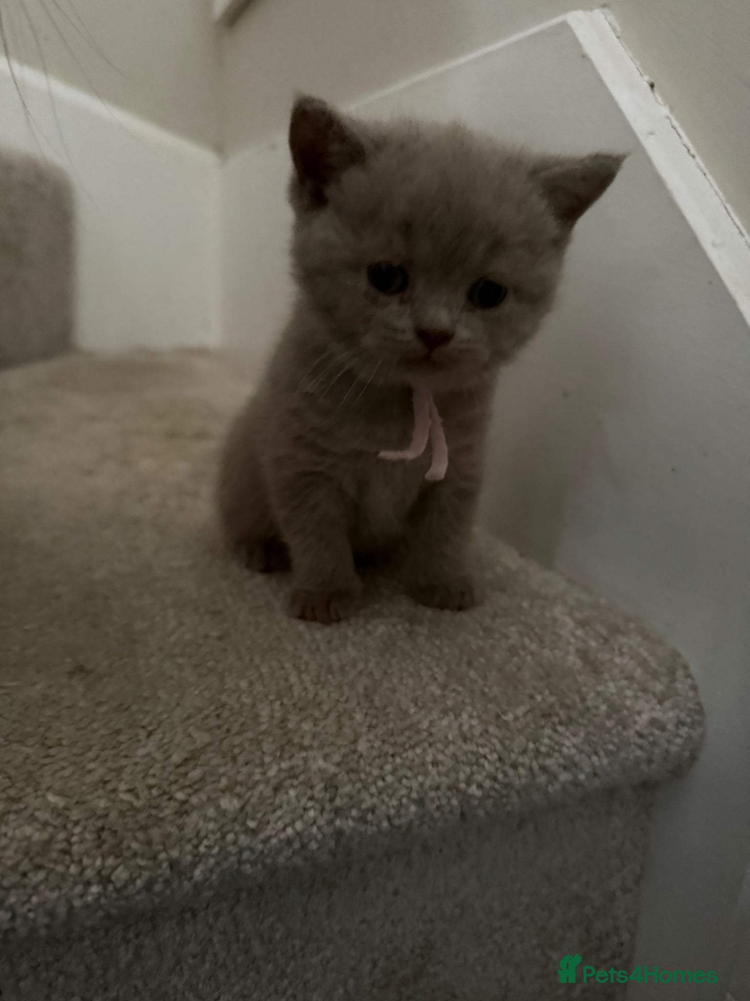 British Shorthair cats for sale: Stunning GCCF-Registered British Shorthair Kittens - Advert 7