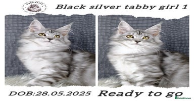 Maine Coon cats - Advert 1