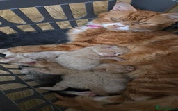 Mixed Breed cats for sale: Gorgeous Ginger Kittens 7 Weeks Old - Image 9