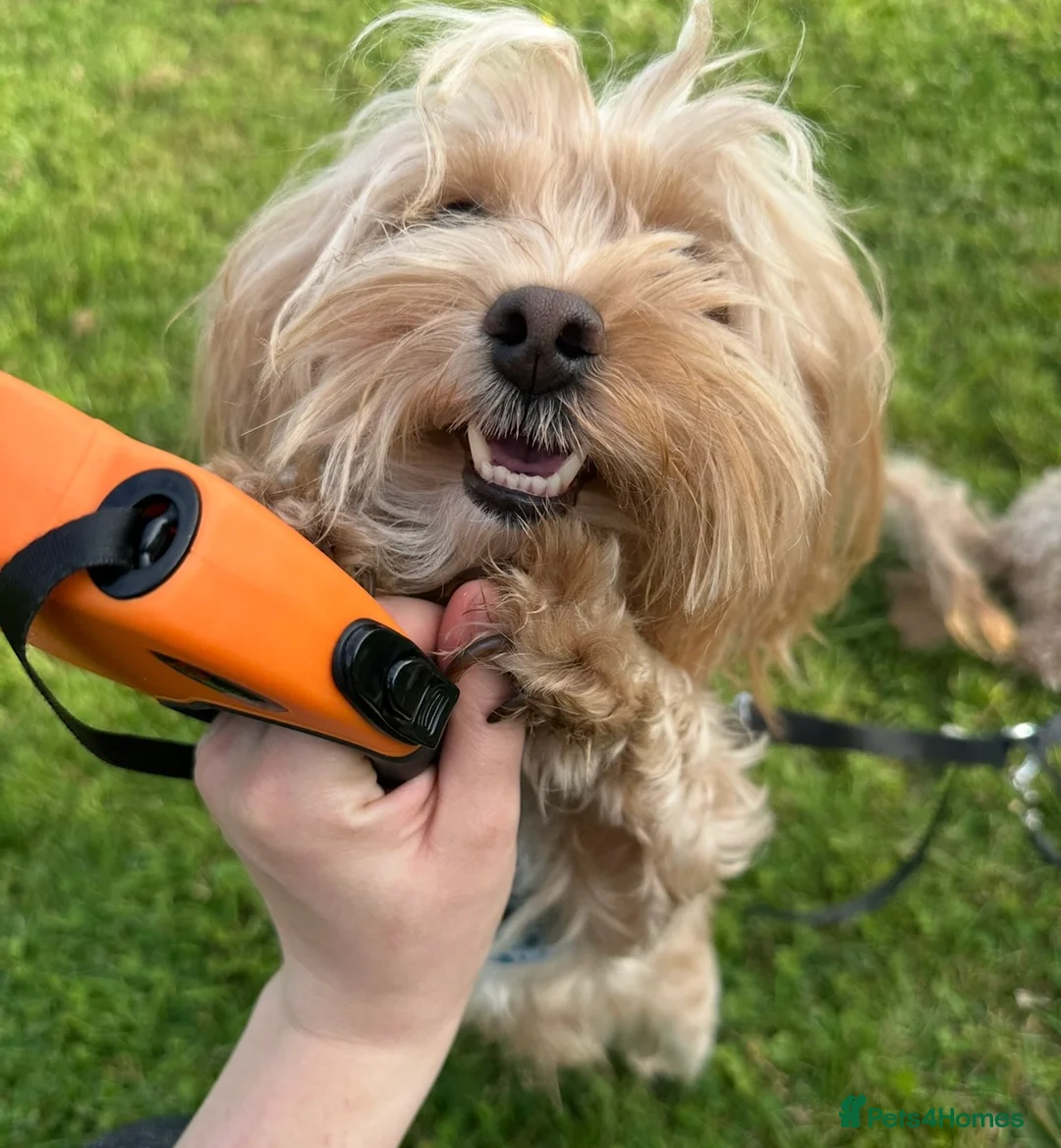 Maltipoo dogs for sale: Maltipoo looking for his forever home  - Advert 2