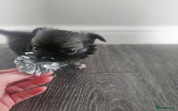Chihuahua dogs for sale: Beautiful Chihuahua pups - Image 11