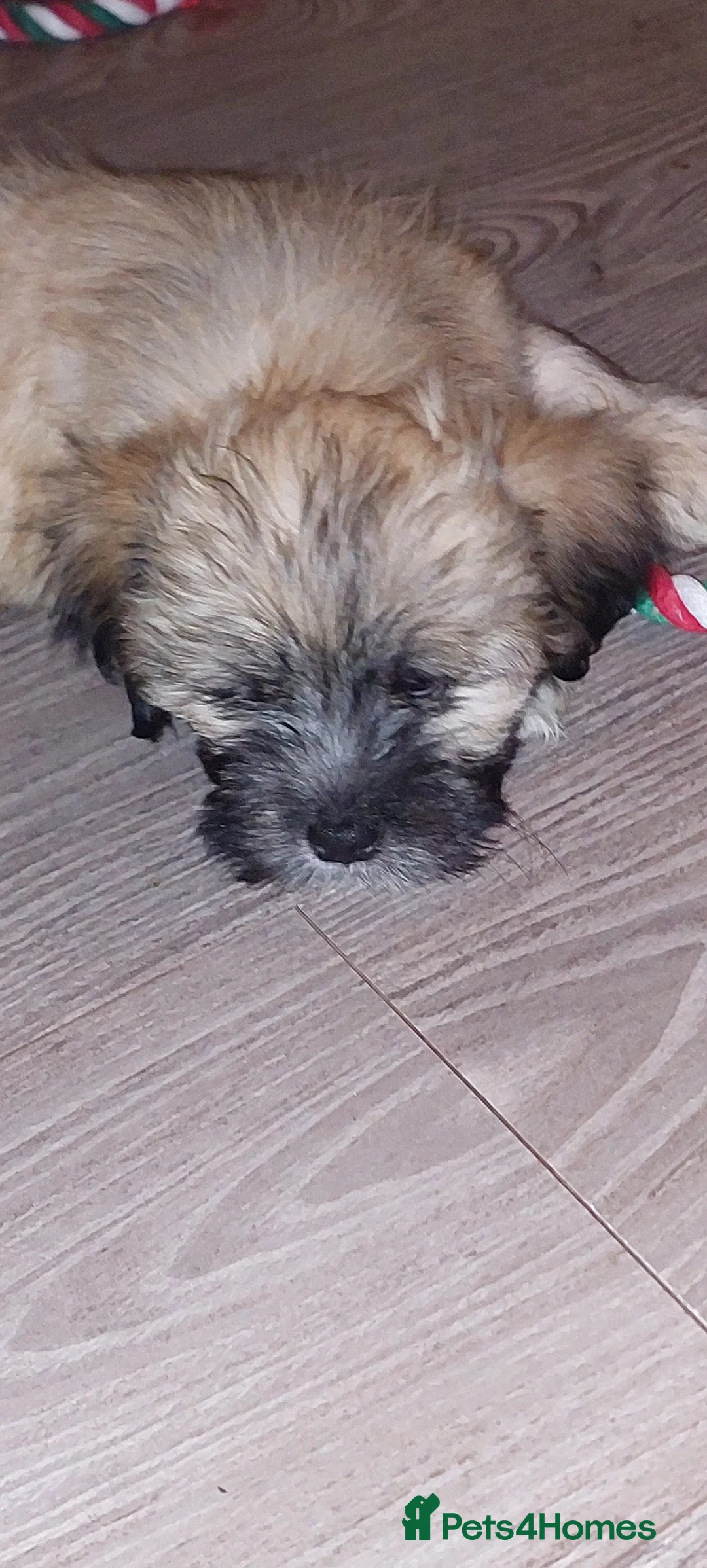 Lhasa Apso dogs for sale: KC REG LHASA APSO PUPS(1 boy left  pale blue) - Advert 10