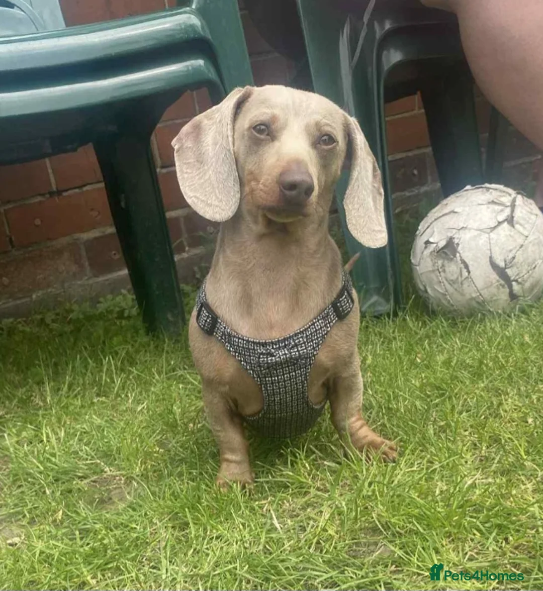 Miniature Dachshund dogs for sale: True Quality Minature Dachshunds - Advert 10