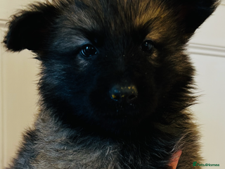 German Shepherd dogs German Shepherd puppies - Advert 3