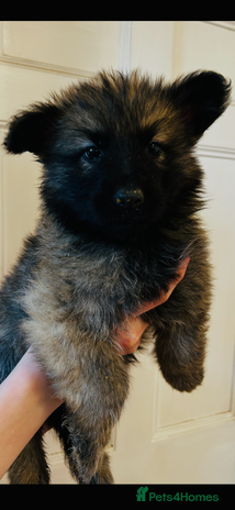 German Shepherd dogs German Shepherd puppies - Advert 4