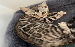 Bengal cats for sale: Stunning TICA registered bengal kittens  in Huntly - Image 11